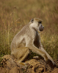 baboon sitting on the ground