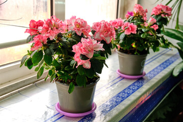 Two pots with blooming pink azaleas on a windowsill