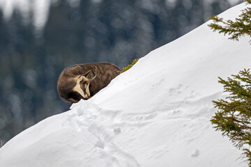 Gams auf der Futtersuche am Berghang