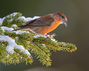 Fichtenkreuzschnabel sitzt am Ende eines Fichtenzweiges