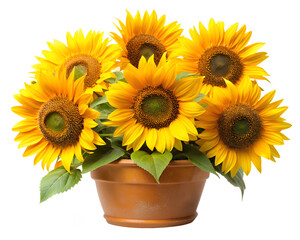Obraz premium sunflowers in a pot