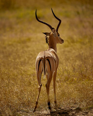 impala in the savannah 