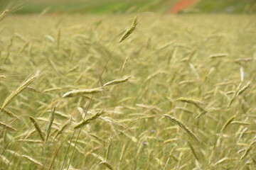 Campo di grano, spighe