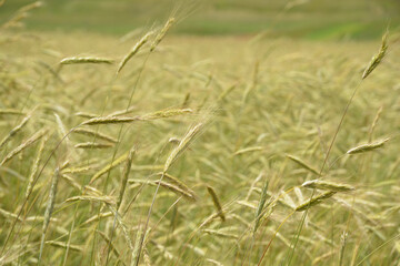 Campo di grano, spighe