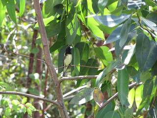 A little bird from Bahia (Sporophila nigricollis) perched in the middle of the grass