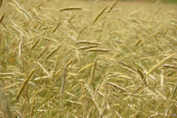 Campo di grano, spighe