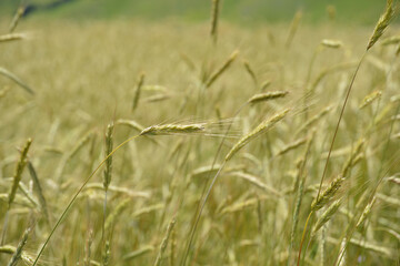 Campo di grano, spighe