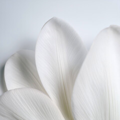 white calla lily;  close-up of a single, abstract flower petals with soft curves, against a solid white background