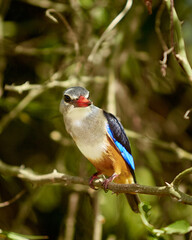 bird on a tree
