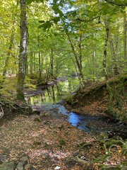 river in the forest