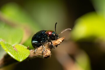 Blue milkweed beetle (Chrysochus Cobaltinus) on a twig