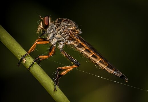 Close-up Robber Fly (Neomochtherus) on a green stem.