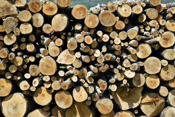 Catasta di legna, tronchi, stagionatura