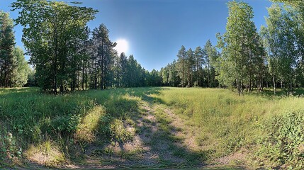 Obraz premium Sunny forest glade, path, summer. Background trees, idyllic nature scene. Use travel, nature