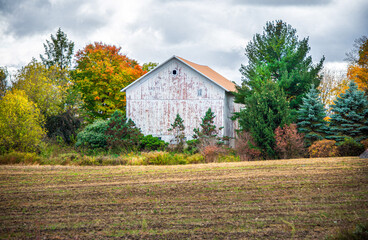 Obraz premium A weathered white barn is surrounded by vibrant autumn foliage, including green, orange, and yellow trees. The foreground features a field with short grass, on an autumn day in Holland, Michigan.