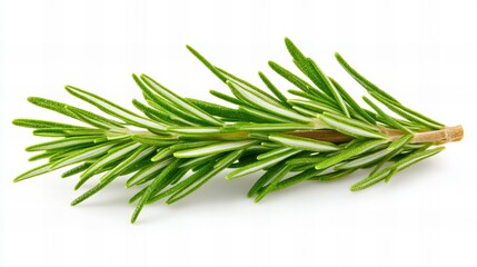 Fototapeta premium Fresh sprig of rosemary, vibrant green needles, isolated on white background. Aromatic herb.