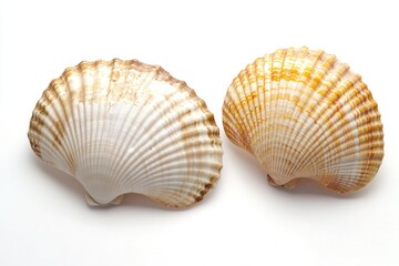 Obraz premium Close-up of two seashells on a white surface