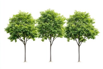 Fototapeta premium A group of four trees with green leaves in a natural setting