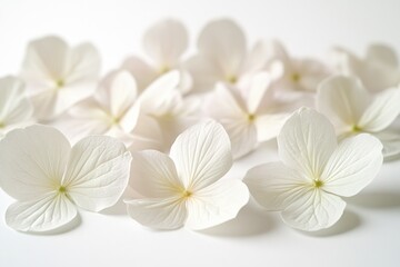 Obraz premium A bouquet of white flowers sitting on a white background, ideal for use in editorial or commercial projects where a clean and minimalist aesthetic is desired