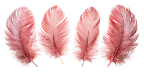 pink feather isolated on white background