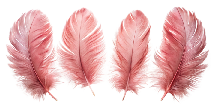 pink feather isolated on white background