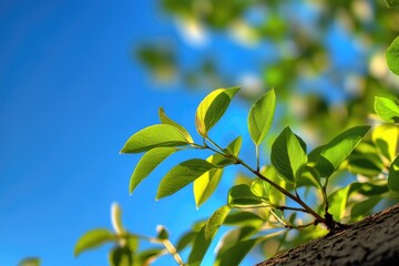 Obraz premium A tree branch with lush green leaves against a clear blue sky