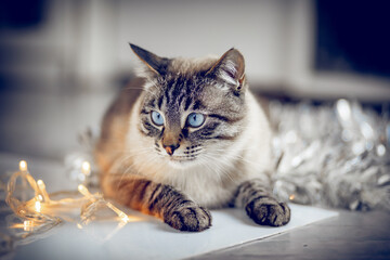 Thai cat with garlands and silver tinsel.