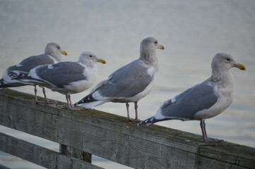 seagulls on the pier
