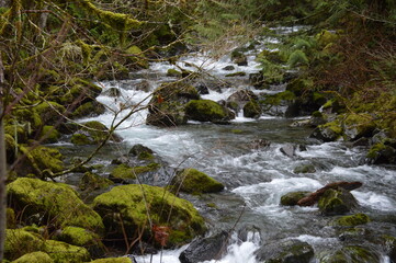 stream in the forest