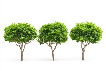 A cluster of trees standing together in nature