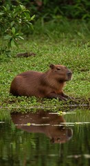 Capybara Relaxing by the River in Lush Wetlands