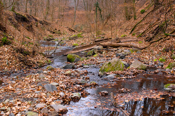 Moss-covered stones along the forest stream