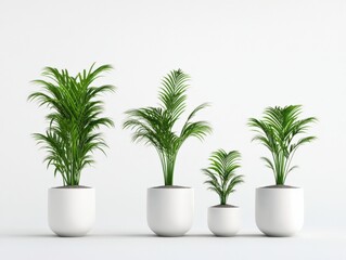 four potted plants of varying sizes in white pots