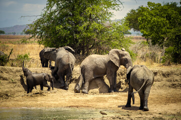 elephants in the savannah