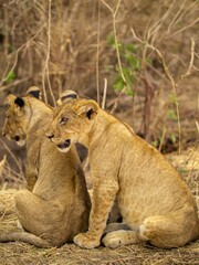 lion cubs