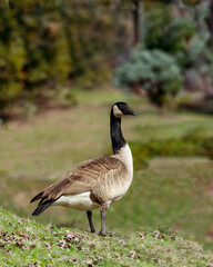 Fototapeta premium Canada goose, image 1