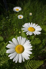 daisies