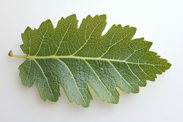 A close-up view of a single leaf on a white surface