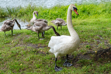 View of white swans family walking on green near the lake