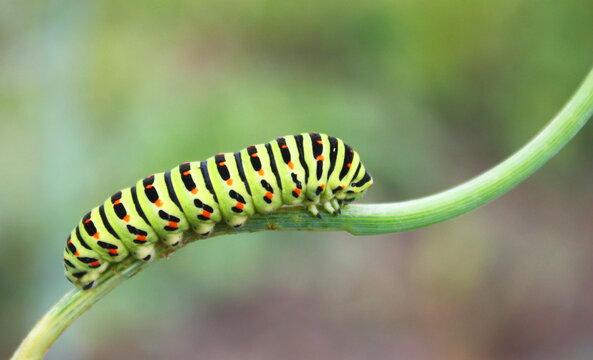 Caterpillar