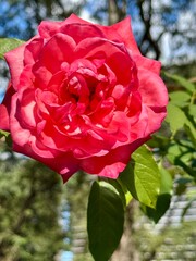 pink rose in garden