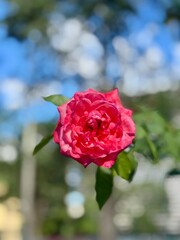pink roses in garden