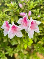 Flor