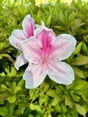 pink and white flower