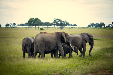 Fototapeta premium elephants in the savannah