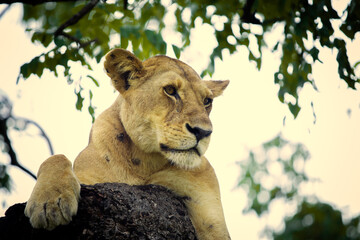 lion on the tree