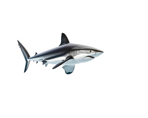 Shark swimming toward a school of fish in the ocean, symbolizing teamwork and nature.