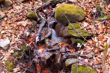 Moss-covered stones along the forest stream