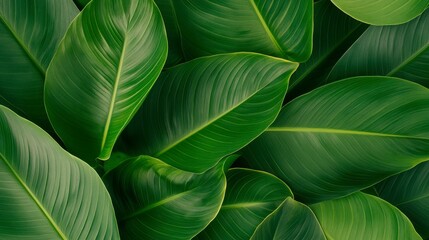 Lush Vibrant Green Tropical Leaves in Detailed Jungle Pattern Close Up