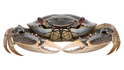 Crab animal photography nature detailed view, isolated on white or transparent background